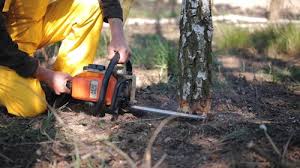 Best Tree Disease Treatment  in Livingston, TN