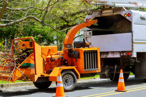 Best Stump Grinding and Removal  in Livingston, TN