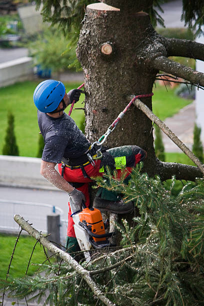 Best Tree Trimming and Pruning  in Livingston, TN